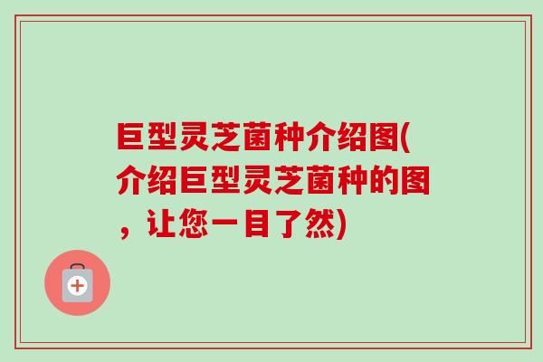 巨型灵芝菌种介绍图(介绍巨型灵芝菌种的图，让您一目了然)-第1张图片-卓越灵芝孢子粉