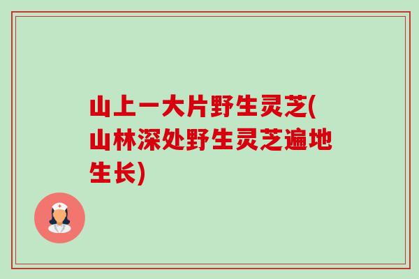 山上一大片野生灵芝(山林深处野生灵芝遍地生长)-第1张图片-卓越灵芝孢子粉 山上一大片野生灵芝(山林深处野生灵芝遍地生长)-第1张图片-卓越灵芝孢子粉