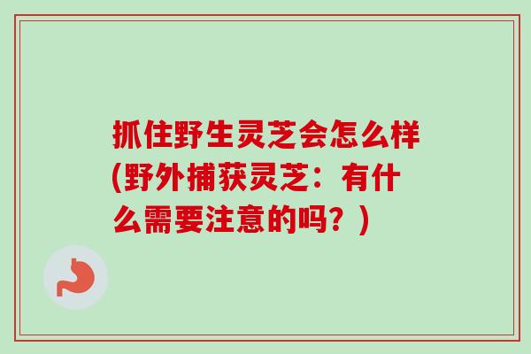 抓住野生灵芝会怎么样(野外捕获灵芝:有什么需要注意的吗?)-第1张图片-卓越灵芝孢子粉 抓住野生灵芝会怎么样(野外捕获灵芝:有什么需要注意的吗?)-第1张图片-卓越灵芝孢子粉