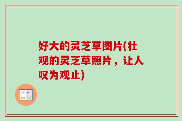 好大的灵芝草图片(壮观的灵芝草照片,让人叹为观止)-第1张图片-卓越灵芝孢子粉 好大的灵芝草图片(壮观的灵芝草照片,让人叹为观止)-第1张图片-卓越灵芝孢子粉