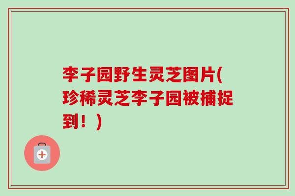 李子园野生灵芝图片(珍稀灵芝李子园被捕捉到!)-第1张图片-卓越灵芝孢子粉 李子园野生灵芝图片(珍稀灵芝李子园被捕捉到!)-第1张图片-卓越灵芝孢子粉