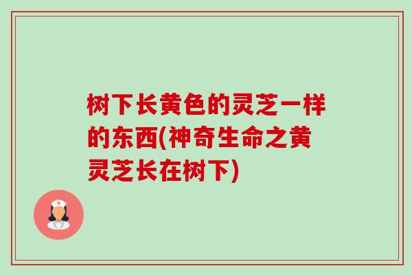 树下长黄色的灵芝一样的东西(神奇生命之黄灵芝长在树下)-第1张图片-卓越灵芝孢子粉 树下长黄色的灵芝一样的东西(神奇生命之黄灵芝长在树下)-第1张图片-卓越灵芝孢子粉