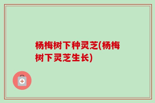 杨梅树下种灵芝(杨梅树下灵芝生长)-第1张图片-卓越灵芝孢子粉 杨梅树下种灵芝(杨梅树下灵芝生长)-第1张图片-卓越灵芝孢子粉
