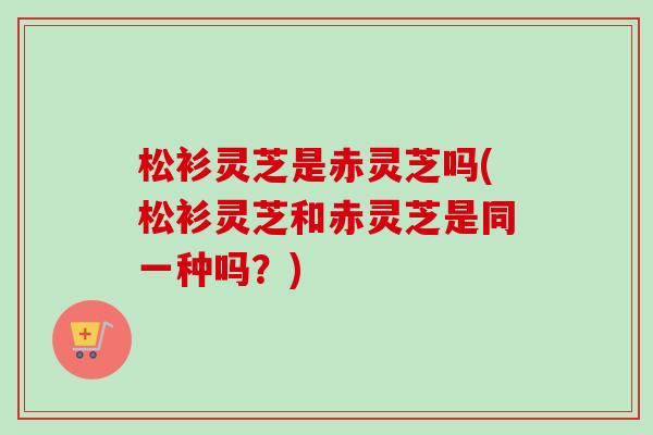 松衫灵芝是赤灵芝吗(松衫灵芝和赤灵芝是同一种吗?)-第1张图片-卓越灵芝孢子粉 松衫灵芝是赤灵芝吗(松衫灵芝和赤灵芝是同一种吗?)-第1张图片-卓越灵芝孢子粉