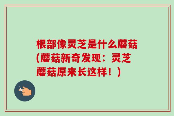 根部像灵芝是什么蘑菇(蘑菇新奇发现:灵芝蘑菇原来长这样!)-第1张图片-卓越灵芝孢子粉 根部像灵芝是什么蘑菇(蘑菇新奇发现:灵芝蘑菇原来长这样!)-第1张图片-卓越灵芝孢子粉