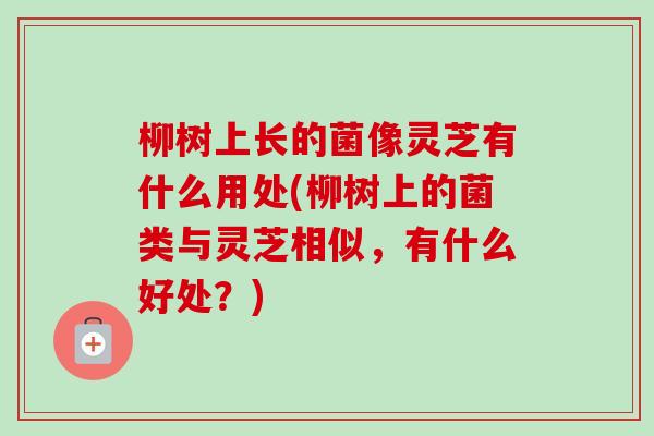 柳树上长的菌像灵芝有什么用处(柳树上的菌类与灵芝相似,有什么好处?)-第1张图片-卓越灵芝孢子粉 柳树上长的菌像灵芝有什么用处(柳树上的菌类与灵芝相似,有什么好处?)-第1张图片-卓越灵芝孢子粉