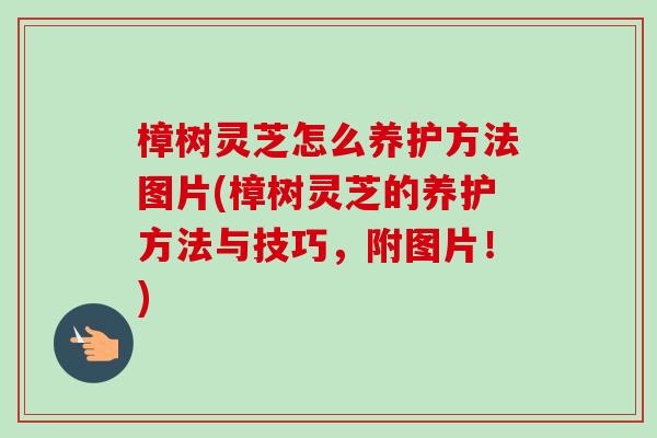 樟树灵芝怎么养护方法图片(樟树灵芝的养护方法与技巧,附图片!)-第1张图片-卓越灵芝孢子粉 樟树灵芝怎么养护方法图片(樟树灵芝的养护方法与技巧,附图片!)-第1张图片-卓越灵芝孢子粉