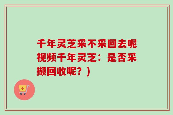 千年灵芝采不采回去呢视频千年灵芝：是否采撷回收呢？)-第1张图片-卓越灵芝孢子粉