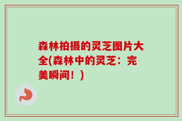 森林拍摄的灵芝图片大全(森林中的灵芝:完美瞬间!)-第1张图片-卓越灵芝孢子粉 森林拍摄的灵芝图片大全(森林中的灵芝:完美瞬间!)-第1张图片-卓越灵芝孢子粉