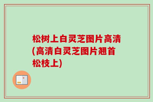 松树上白灵芝图片高清(高清白灵芝图片翘首松枝上)-第1张图片-卓越灵芝孢子粉 松树上白灵芝图片高清(高清白灵芝图片翘首松枝上)-第1张图片-卓越灵芝孢子粉