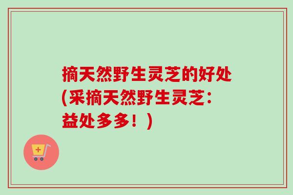 摘天然野生灵芝的好处(采摘天然野生灵芝:益处多多!)-第1张图片-卓越灵芝孢子粉 摘天然野生灵芝的好处(采摘天然野生灵芝:益处多多!)-第1张图片-卓越灵芝孢子粉