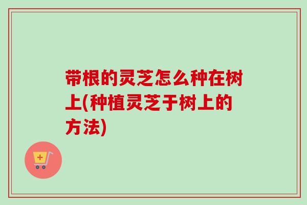 带根的灵芝怎么种在树上(种植灵芝于树上的方法)-第1张图片-卓越灵芝孢子粉