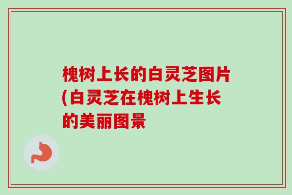 槐树上长的白灵芝图片(白灵芝在槐树上生长的美丽图景-第1张图片-卓越灵芝孢子粉