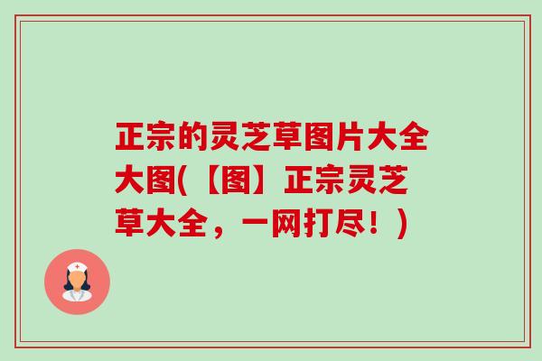 正宗的灵芝草图片大全大图(【图】正宗灵芝草大全，一网打尽！)-第1张图片-卓越灵芝孢子粉