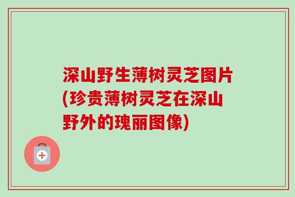 深山野生薄树灵芝图片(珍贵薄树灵芝在深山野外的瑰丽图像)-第1张图片-卓越灵芝孢子粉 深山野生薄树灵芝图片(珍贵薄树灵芝在深山野外的瑰丽图像)-第1张图片-卓越灵芝孢子粉