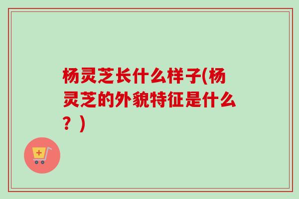 杨灵芝长什么样子(杨灵芝的外貌特征是什么?)-第1张图片-卓越灵芝孢子粉 杨灵芝长什么样子(杨灵芝的外貌特征是什么?)-第1张图片-卓越灵芝孢子粉