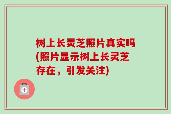 树上长灵芝照片真实吗(照片显示树上长灵芝存在,引发关注)-第1张图片-卓越灵芝孢子粉 树上长灵芝照片真实吗(照片显示树上长灵芝存在,引发关注)-第1张图片-卓越灵芝孢子粉
