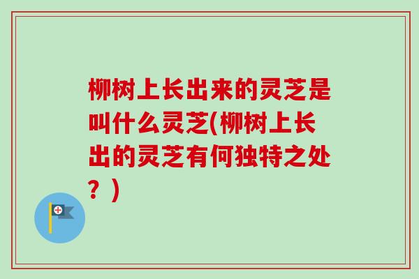 柳树上长出来的灵芝是叫什么灵芝(柳树上长出的灵芝有何独特之处?)-第1张图片-卓越灵芝孢子粉 柳树上长出来的灵芝是叫什么灵芝(柳树上长出的灵芝有何独特之处?)-第1张图片-卓越灵芝孢子粉