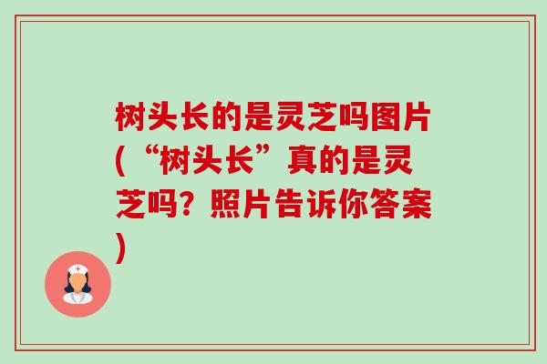 树头长的是灵芝吗图片(“树头长”真的是灵芝吗?照片告诉你答案)-第1张图片-卓越灵芝孢子粉 树头长的是灵芝吗图片(“树头长”真的是灵芝吗?照片告诉你答案)-第1张图片-卓越灵芝孢子粉