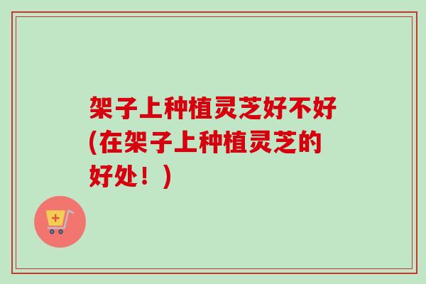 架子上种植灵芝好不好(在架子上种植灵芝的好处！)-第1张图片-卓越灵芝孢子粉