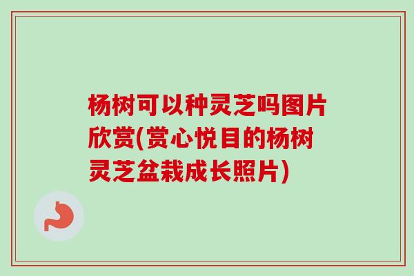 杨树可以种灵芝吗图片欣赏(赏心悦目的杨树灵芝盆栽成长照片)-第1张图片-卓越灵芝孢子粉 杨树可以种灵芝吗图片欣赏(赏心悦目的杨树灵芝盆栽成长照片)-第1张图片-卓越灵芝孢子粉