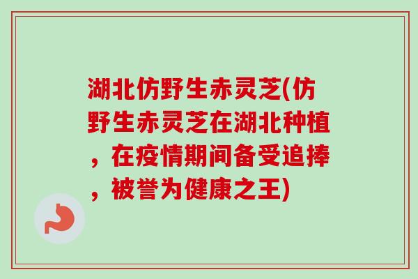 湖北仿野生赤灵芝(仿野生赤灵芝在湖北种植,在疫情期间备受追捧,被誉为健康之王)-第1张图片-卓越灵芝孢子粉 湖北仿野生赤灵芝(仿野生赤灵芝在湖北种植,在疫情期间备受追捧,被誉为健康之王)-第1张图片-卓越灵芝孢子粉