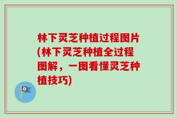 林下灵芝种植过程图片(林下灵芝种植全过程图解,一图看懂灵芝种植技巧)-第1张图片-卓越灵芝孢子粉 林下灵芝种植过程图片(林下灵芝种植全过程图解,一图看懂灵芝种植技巧)-第1张图片-卓越灵芝孢子粉