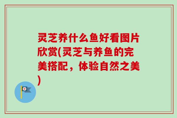 灵芝养什么鱼好看图片欣赏(灵芝与养鱼的完美搭配,体验自然之美)-第1张图片-卓越灵芝孢子粉 灵芝养什么鱼好看图片欣赏(灵芝与养鱼的完美搭配,体验自然之美)-第1张图片-卓越灵芝孢子粉