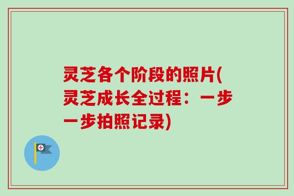 灵芝各个阶段的照片(灵芝成长全过程:一步一步拍照记录)-第1张图片-卓越灵芝孢子粉 灵芝各个阶段的照片(灵芝成长全过程:一步一步拍照记录)-第1张图片-卓越灵芝孢子粉