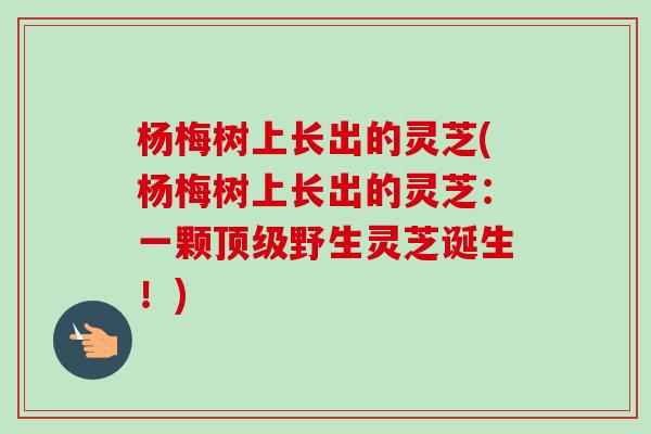 杨梅树上长出的灵芝(杨梅树上长出的灵芝:一颗顶级野生灵芝诞生!)-第1张图片-卓越灵芝孢子粉 杨梅树上长出的灵芝(杨梅树上长出的灵芝:一颗顶级野生灵芝诞生!)-第1张图片-卓越灵芝孢子粉