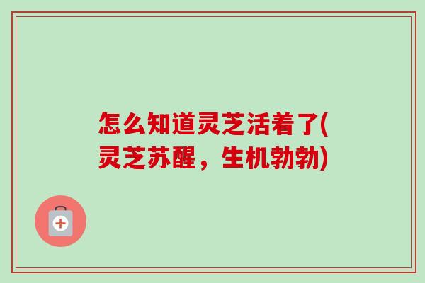 怎么知道灵芝活着了(灵芝苏醒，生机勃勃)-第1张图片-卓越灵芝孢子粉