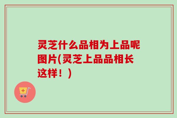 灵芝什么品相为上品呢图片(灵芝上品品相长这样!)-第1张图片-卓越灵芝孢子粉 灵芝什么品相为上品呢图片(灵芝上品品相长这样!)-第1张图片-卓越灵芝孢子粉