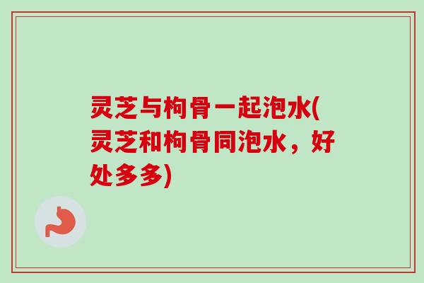 灵芝与枸骨一起泡水(灵芝和枸骨同泡水，好处多多)-第1张图片-卓越灵芝孢子粉