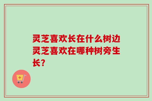 灵芝喜欢长在什么树边灵芝喜欢在哪种树旁生长？-第1张图片-卓越灵芝孢子粉
