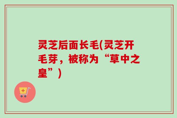 灵芝后面长毛(灵芝开毛芽,被称为“草中之皇”)-第1张图片-卓越灵芝孢子粉 灵芝后面长毛(灵芝开毛芽,被称为“草中之皇”)-第1张图片-卓越灵芝孢子粉
