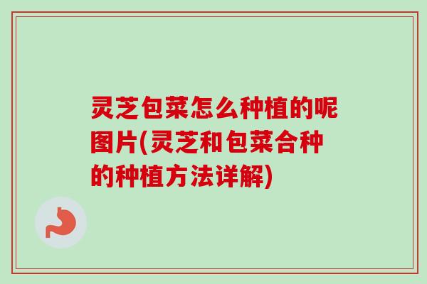 灵芝包菜怎么种植的呢图片(灵芝和包菜合种的种植方法详解)-第1张图片-卓越灵芝孢子粉