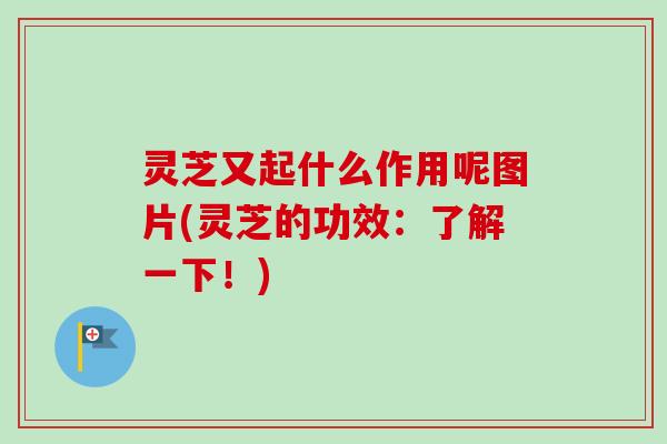 灵芝又起什么作用呢图片(灵芝的功效:了解一下!)-第1张图片-卓越灵芝孢子粉 灵芝又起什么作用呢图片(灵芝的功效:了解一下!)-第1张图片-卓越灵芝孢子粉