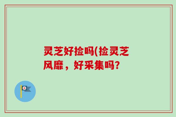 灵芝好捡吗(捡灵芝 风靡，好采集吗？-第1张图片-卓越灵芝孢子粉