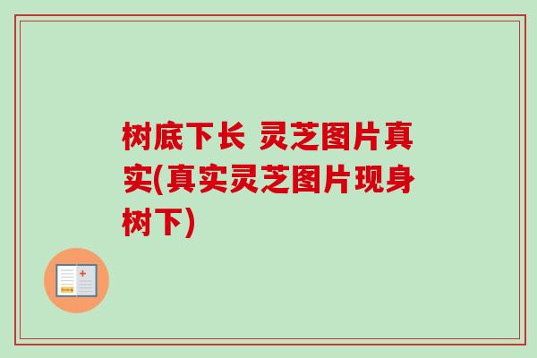 树底下长 灵芝图片真实(真实灵芝图片现身树下)-第1张图片-卓越灵芝孢子粉 树底下长 灵芝图片真实(真实灵芝图片现身树下)-第1张图片-卓越灵芝孢子粉