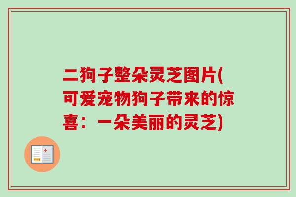 二狗子整朵灵芝图片(可爱宠物狗子带来的惊喜:一朵美丽的灵芝)-第1张图片-卓越灵芝孢子粉 二狗子整朵灵芝图片(可爱宠物狗子带来的惊喜:一朵美丽的灵芝)-第1张图片-卓越灵芝孢子粉