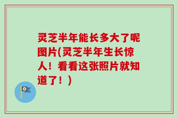 灵芝半年能长多大了呢图片(灵芝半年生长惊人!看看这张照片就知道了!)-第1张图片-卓越灵芝孢子粉 灵芝半年能长多大了呢图片(灵芝半年生长惊人!看看这张照片就知道了!)-第1张图片-卓越灵芝孢子粉