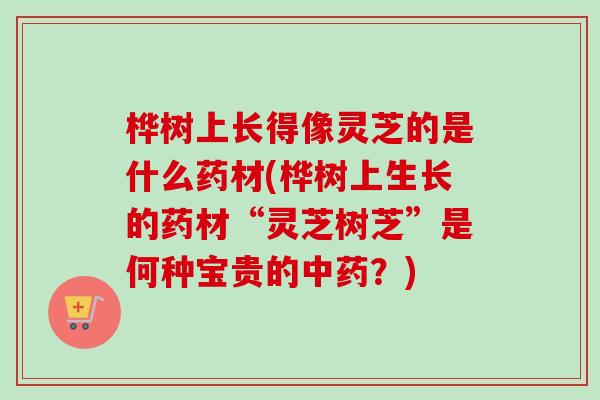 桦树上长得像灵芝的是什么药材(桦树上生长的药材“灵芝树芝”是何种宝贵的中药?)-第1张图片-卓越灵芝孢子粉 桦树上长得像灵芝的是什么药材(桦树上生长的药材“灵芝树芝”是何种宝贵的中药?)-第1张图片-卓越灵芝孢子粉