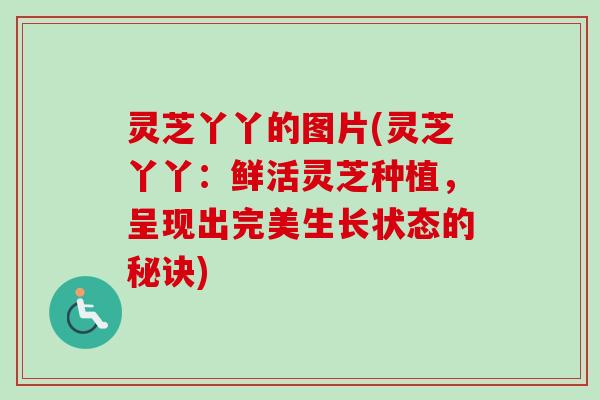 灵芝丫丫的图片(灵芝丫丫:鲜活灵芝种植,呈现出完美生长状态的秘诀)-第1张图片-卓越灵芝孢子粉 灵芝丫丫的图片(灵芝丫丫:鲜活灵芝种植,呈现出完美生长状态的秘诀)-第1张图片-卓越灵芝孢子粉