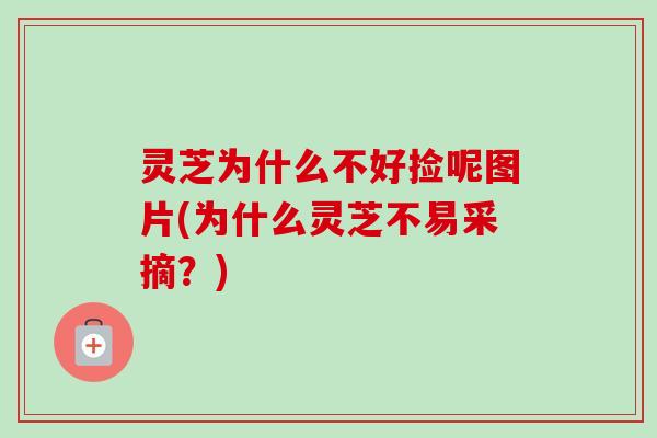 灵芝为什么不好捡呢图片(为什么灵芝不易采摘？)-第1张图片-卓越灵芝孢子粉