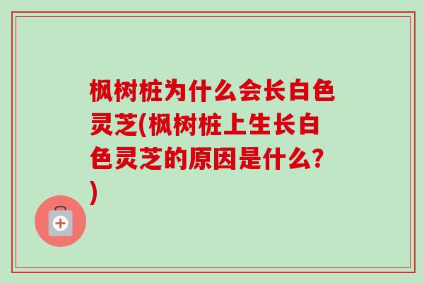 枫树桩为什么会长白色灵芝(枫树桩上生长白色灵芝的原因是什么?)-第1张图片-卓越灵芝孢子粉 枫树桩为什么会长白色灵芝(枫树桩上生长白色灵芝的原因是什么?)-第1张图片-卓越灵芝孢子粉