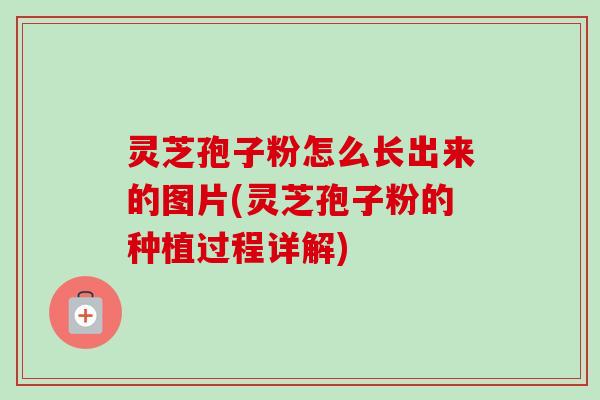 灵芝孢子粉怎么长出来的图片(灵芝孢子粉的种植过程详解)-第1张图片-卓越灵芝孢子粉