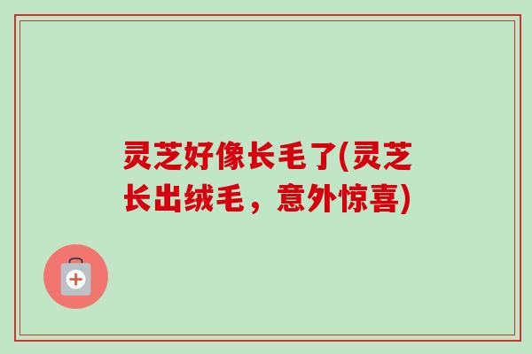 灵芝好像长毛了(灵芝长出绒毛，意外惊喜)-第1张图片-卓越灵芝孢子粉