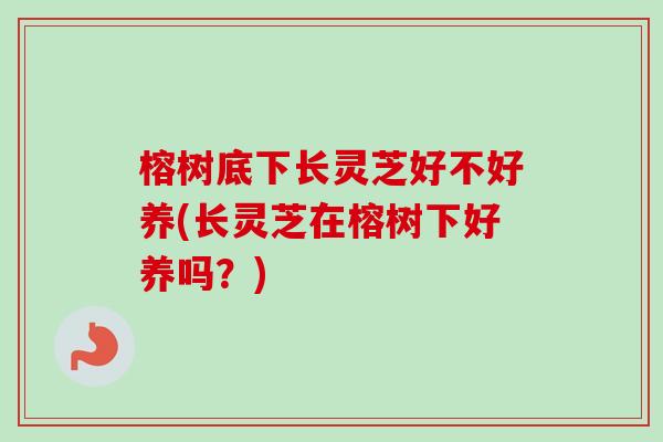 榕树底下长灵芝好不好养(长灵芝在榕树下好养吗？)-第1张图片-卓越灵芝孢子粉
