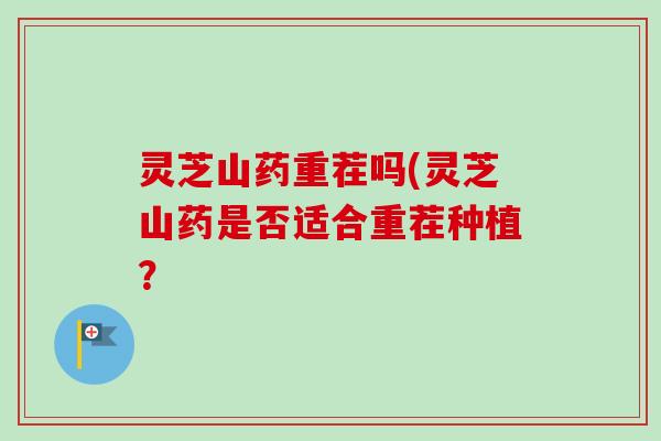 灵芝山药重茬吗(灵芝山药是否适合重茬种植?-第1张图片-卓越灵芝孢子粉 灵芝山药重茬吗(灵芝山药是否适合重茬种植?-第1张图片-卓越灵芝孢子粉
