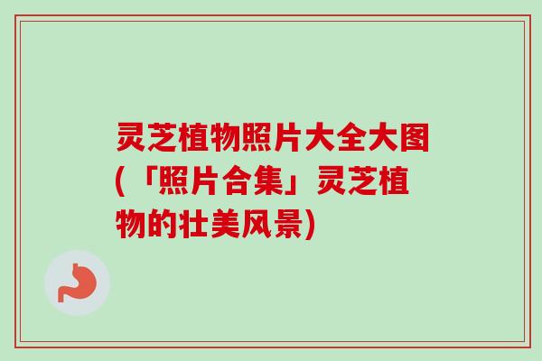 灵芝植物照片大全大图(「照片合集」灵芝植物的壮美风景)-第1张图片-卓越灵芝孢子粉 灵芝植物照片大全大图(「照片合集」灵芝植物的壮美风景)-第1张图片-卓越灵芝孢子粉